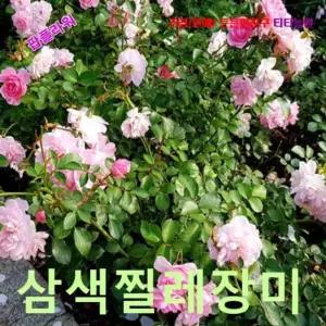 씨앗나라 삼색미니찔레장미-엔젤윙 씨앗 5립