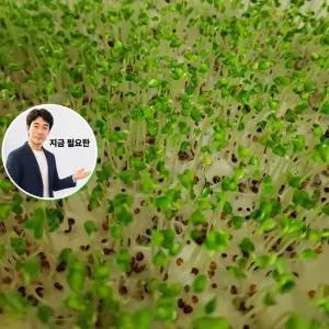 지금 필요한 종묘사 씨앗 새싹 웰빙 채소 알파파 키우기 종자 30g 야채