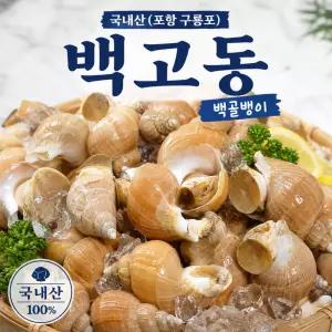 [국내산 포항 구룡포 백고동 백골뱅이] 신선한 자연산 제철 해산물