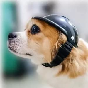 강아지 드라이브 헬멧 S 애견 모자 머리보호 소형견 OOJ34hoL