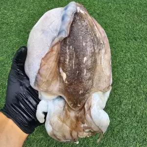 반건조 갑오징어 초특대 1미(500~600g)
