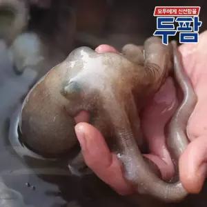 살아있는 활낙지(중)1마리 산소포장