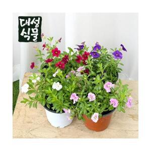 미니 페츄니아 4개입 소형 야생화 꽃 모종 칼리브라코아 페튜니아 관엽 대성식물