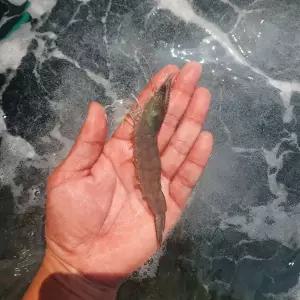 국내산 활 흰다리새우 500g(23미 내외)