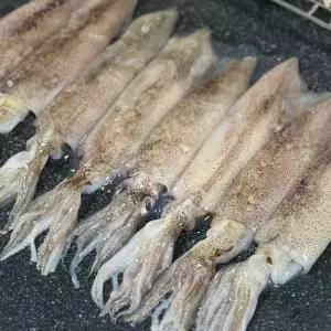 미국산 급냉 한치 500g 11-18미 냉동한치 통 한치 통찜 용한치 초코한치 화살오징어