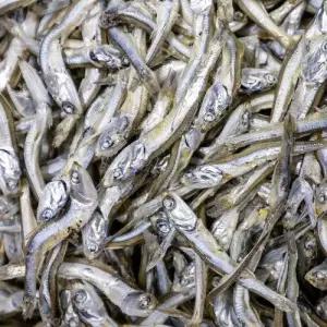 [산정마을] 국산 건멸치 최상급 고급 남해 죽방멸치 중멸 400g