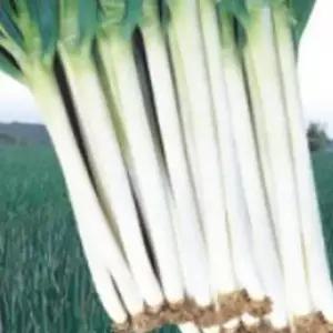 금장외 대파 파 채소 식물 씨 품종 종자 씨앗 400g