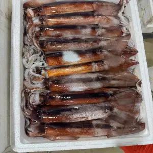 국내산 손질 오징어 2마리 내장제거 생물오징어 숙회 구이 볶음용