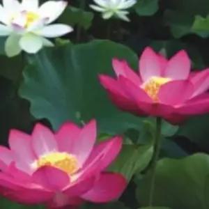 씨앗 수생 연못용 가드닝 꽃씨 다년생 연꽃 정원용