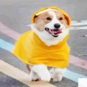 중형견 강아지 비옷 중형 반려견우비 강아지우비 강아지판초