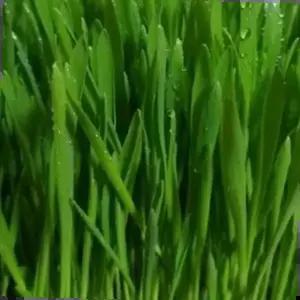 종묘사 새싹전용 보리 야채 채소 종자 씨앗 키우기 600g