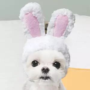 보따리라운지 강아지 고양이 토끼 모자 강아지생일파티