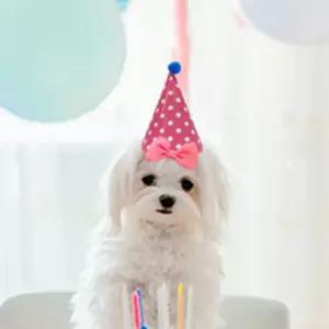보따리라운지 강아지 생일 고깔모자 8종세트 생일꼬깔모자