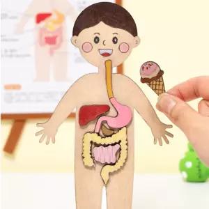 재미있는 인체지도 소화기관 색칠하고 붙이기 과학/사람/인테리어/학습/과학/수업/모형