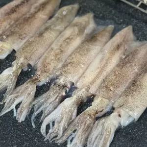 미국산 급냉 한치 500g 11-18미 냉동한치 통 한치 통찜 용한치 초코한치 화살오징어 창 오징어 한치