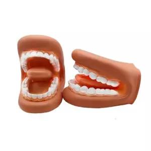치과 치아 모형 스케일링 교육용 구강 연습 모델