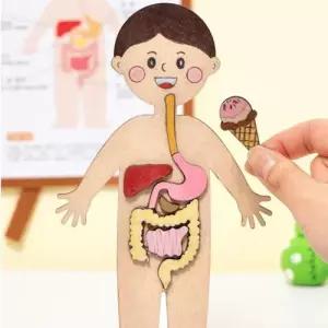 만들기인체 재미있는 인체지도 소화기관 색칠하고 붙이기 과학