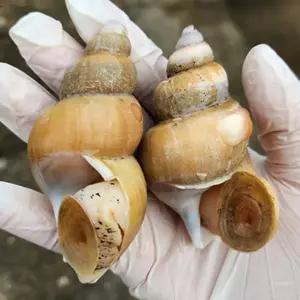 포항 냉동 백골뱅이 백고동 1kg 소소