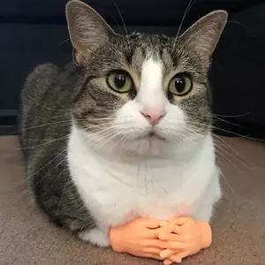 PET 고양이 손가락 마사지 촬영 소품 장난감 mbs47jSV