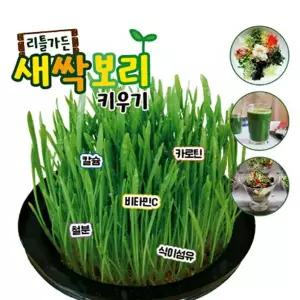 새싹보리 키우기 키트 재배기 - 국내산