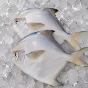 국내산 생물 병어 1kg 손질 비손질 제철 별미 자연산 당일조업 생선 구이 조림 찜