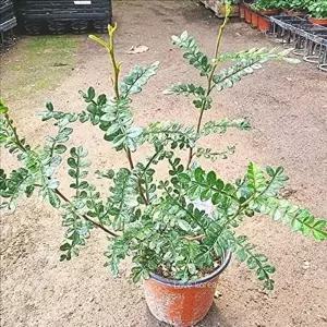 산초 플랜테리어 미니 화분 반려 베란다 식물 실내 공기 정화