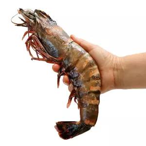 빠른배송 새우 새우구이 농어촌24 킹 블랙타이거새우 타이거새우 수앤서D2