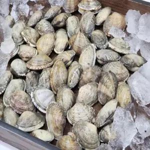 왕 바지락 1kg