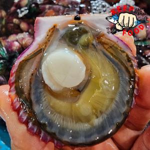 통영 제철 홍가리비 특선별/산지직 1kg (35미내외)