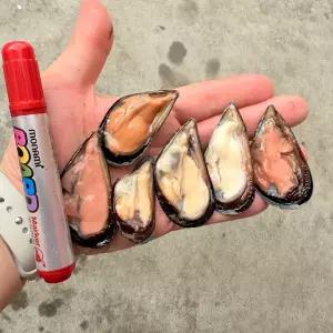 산지직송 제철 남해 다듬이 새피 햇 홍합 2kg