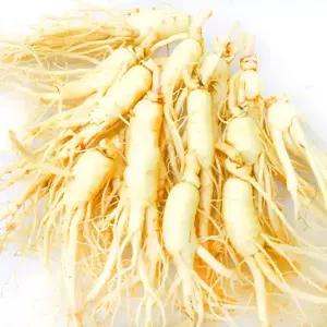 가정용 햇 수삼 세척인삼 난발삼 [大] 12-16편 700g