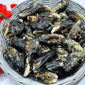 연안 중대담치 2kg 자연산 홍합 담치탕 섭국 국물용 생물