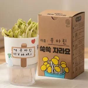 4인세트 콩나물 기르기 DIY 재배키트 식물키우기 과학수업 자연놀이 생태학습 단체만들기 행사용