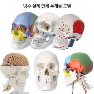 두개골 경추 모형 해부 머리뼈 목뼈 교육 표본 인체 대인 병원 해골 전시