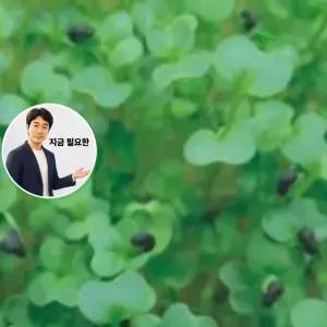 지금 필요한 300g 종자 케일 새싹전용 씨앗 야채 채소 품종 새싹 씨
