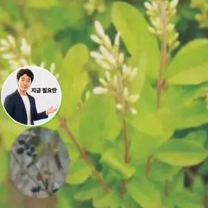 지금 필요한 재래종자 조경 씨앗 종자 나무 100립 쥐똥나무 품종 울타리