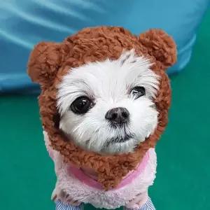 반려동물 펫 랜덤1개 고양이 강아지 애견용품 모자 해피파티