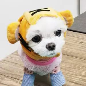 반려동물 펫 고양이 모자 애견용품 해피파티 호랑이 강아지