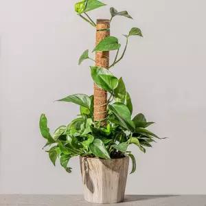 원예봉 식물 지지대 지주대 몬스테라코코넛봉 수태봉 40cm M11066