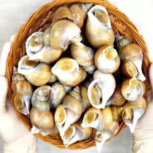 서치13 백고동은 골뱅이 백고동 생골뱅이탕 생물 백골뱅이 자연산 1kg소 40미내외 빠른배송