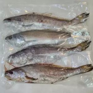 생활 말린 국내산민어 반건조생선 말린생선 국내산 반건조 대왕 민어 4마리 냉동 손질 서치53