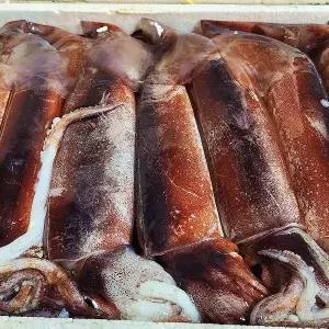 (당일바리/신선도보장) 국내산 생물 활 오징어 1kg 3-5미내외 [횟감/통찜/볶음]