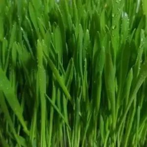 신선한 녹색 야채 씨앗 30g 새싹 채소 종자 보리 모종