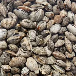 남해안 왕바지락 3kg 180미 내외
