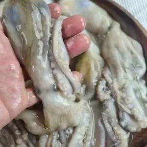 싱싱한 급냉 낙지 6미 업소용 연포탕 낚지볶음 요리
