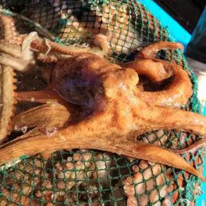 [롯데백화점]맛딜 국내산 남해안 자연산 돌문어 1kg(1-3미)