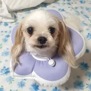 반려동물 목 보호대 꽃모양 강아지 고양이 쿠션 넥카라 퍼플 M