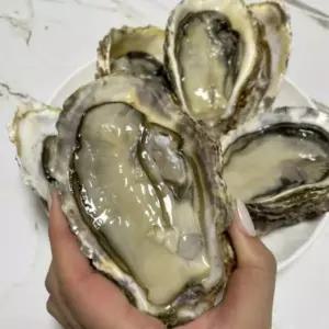 손질 삼배체굴 대왕굴 개체굴 생굴 하프쉘 1kg 내외