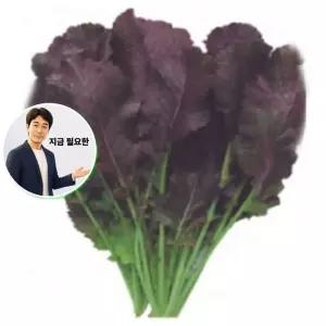 지금 필요한 채소 야채 씨앗 갓김치 적갓 종자 600g 종묘사