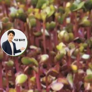 지금 필요한 씨앗 종자 웰빙 키우기 야채 적콜라비 새싹 채소 300g 종묘사